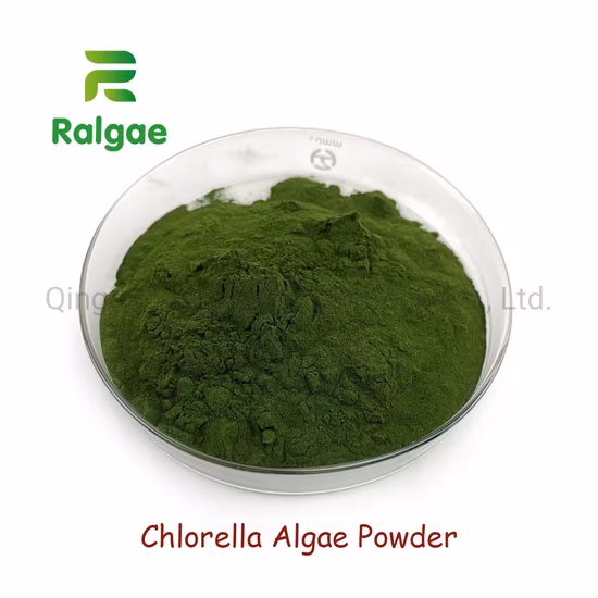 Clorella in polvere di alghe di grado alimentare Estrazione di microalghe naturali Clorella ad alto contenuto proteico
