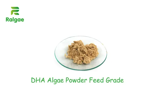 Polvere naturale di microalghe Schizochytrium DHA alta DHA 18% per additivo per mangimi CAS6217