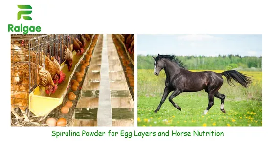 Microalghe Spirulina per mangimi per animali e animali domestici Grado CAS724424