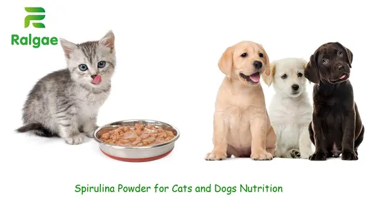 Spirulina di polvere di alghe per alimenti additivi per animali domestici CAS 724424